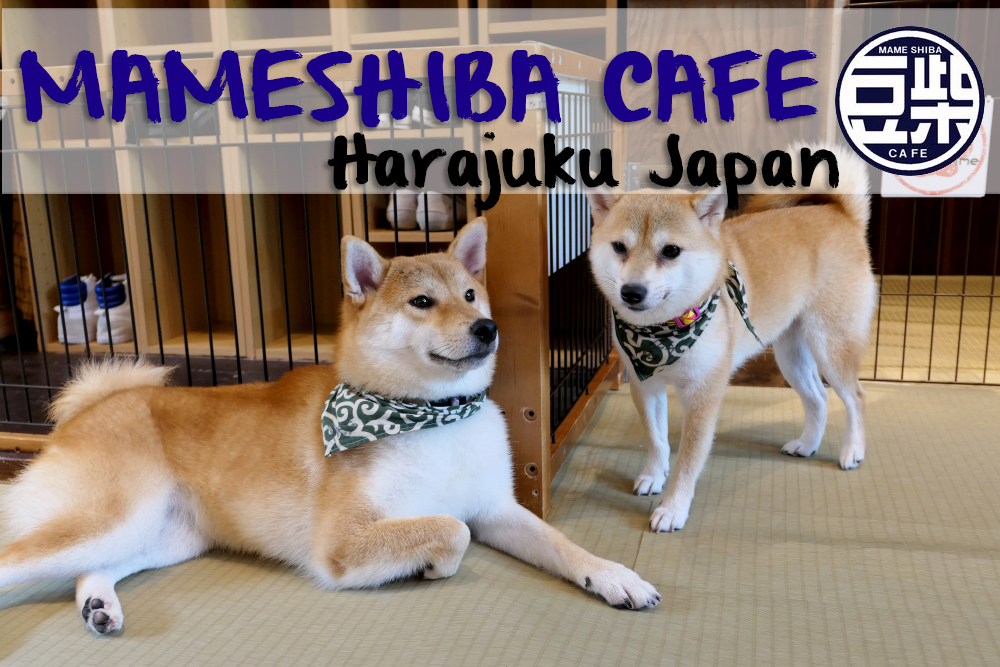 Mame Shiba Cafe Harajuku | Fluff, Fun and Furry Friends! | Miho's